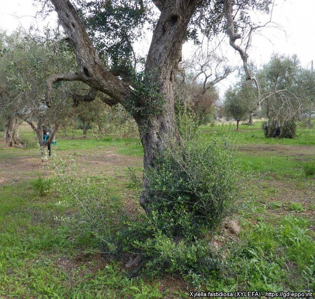Xylella fastidiosa, ένα βακτήριο που απειλεί συνολικά την ελληνική δενδροκομία και όχι μόνο