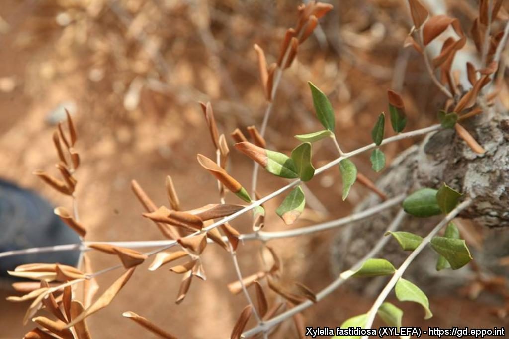 Symptoms on young olive shoots