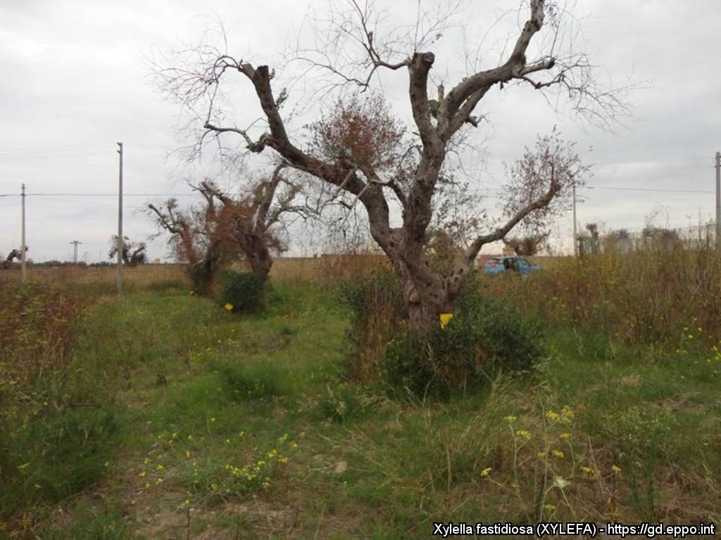 Olive trees after infection