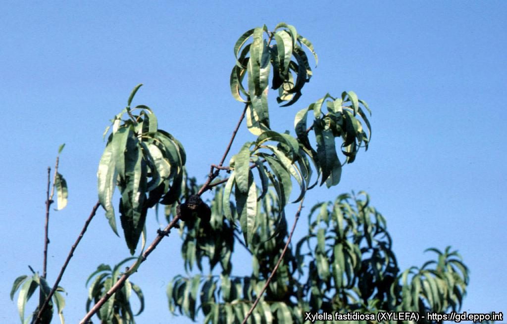 Peach shoots showing the symptoms of the disease
