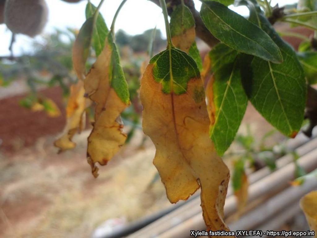 Symptoms of the disease on almond leaves