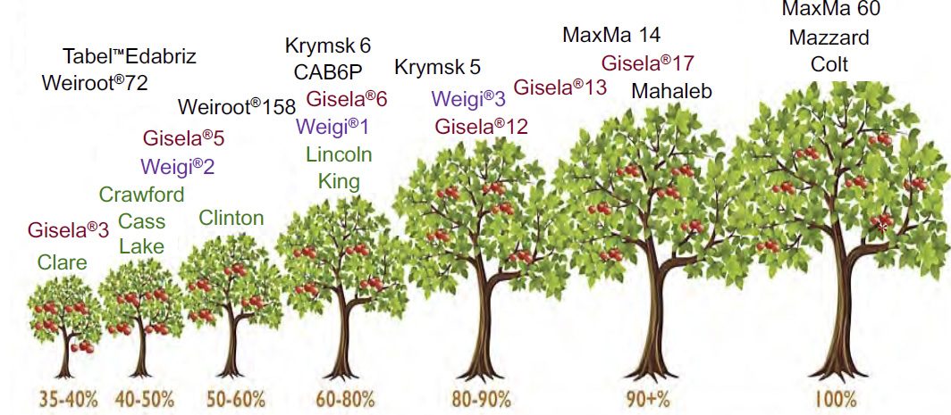 Υποκείμενα κερασιάς, αναλυτικός οδηγός